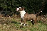 BULL TERRIER MINIATURE 317
